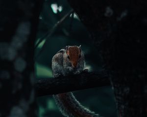 Preview wallpaper squirrel, rodent, tail, tree