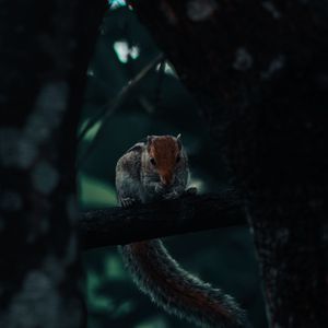 Preview wallpaper squirrel, rodent, tail, tree