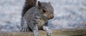 Preview wallpaper squirrel, rodent, timber