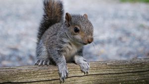 Preview wallpaper squirrel, rodent, timber