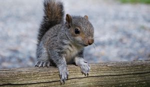 Preview wallpaper squirrel, rodent, timber