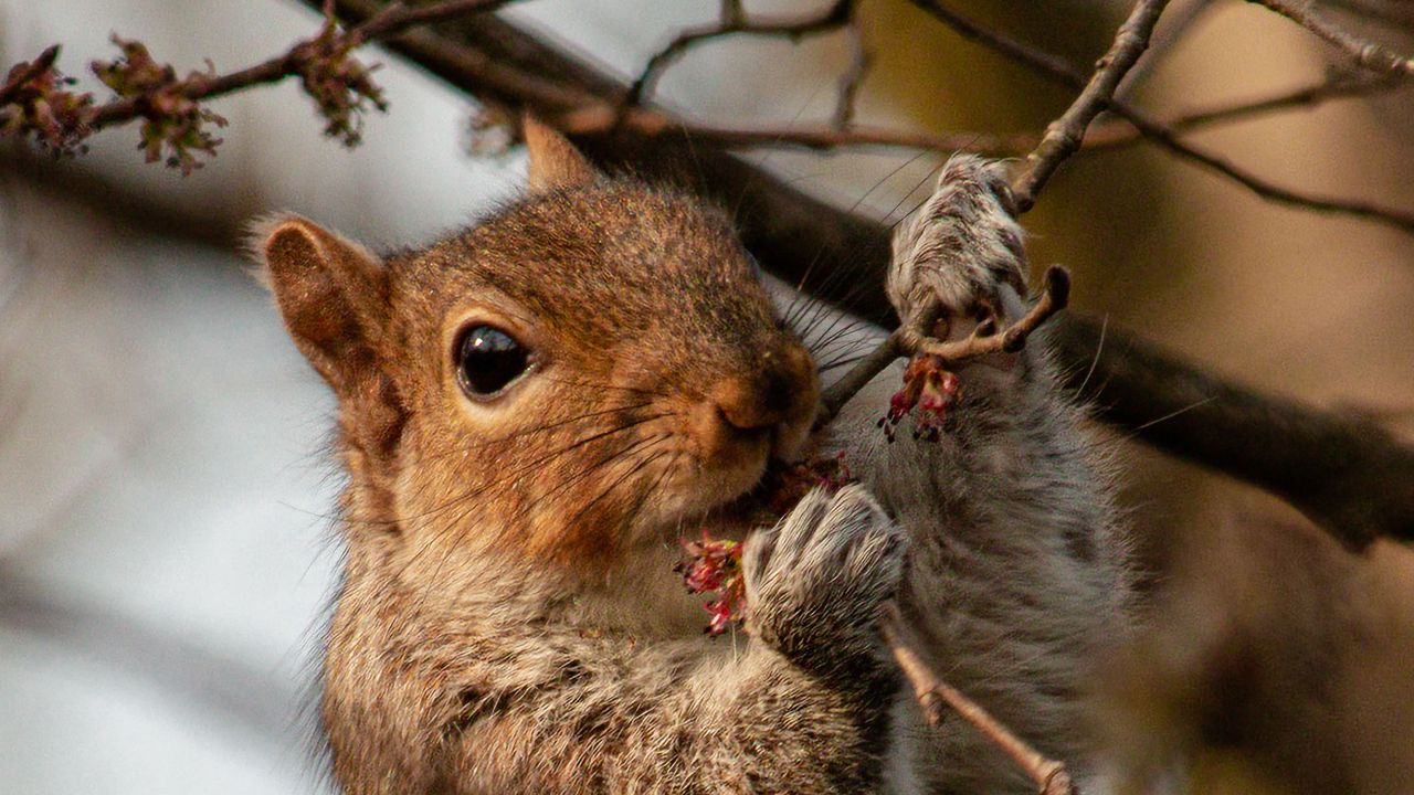 Wallpaper squirrel, rodent, wildlife, branches