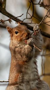 Preview wallpaper squirrel, rodent, wildlife, branches