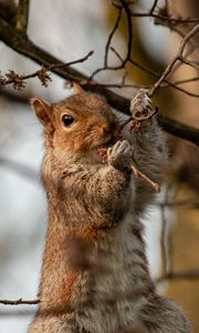 Preview wallpaper squirrel, rodent, wildlife, branches