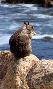 Preview wallpaper squirrel, sea, food, surf, stones, sit