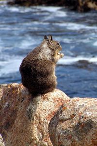 Preview wallpaper squirrel, sea, food, surf, stones, sit