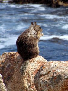 Preview wallpaper squirrel, sea, food, surf, stones, sit