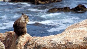 Preview wallpaper squirrel, sea, food, surf, stones, sit