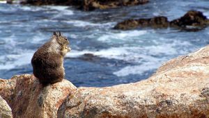 Preview wallpaper squirrel, sea, food, surf, stones, sit