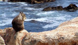 Preview wallpaper squirrel, sea, food, surf, stones, sit