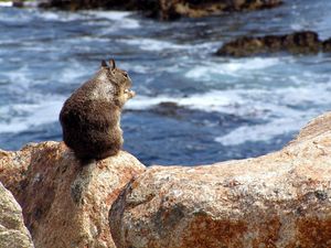 Preview wallpaper squirrel, sea, food, surf, stones, sit