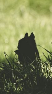 Preview wallpaper squirrel, silhouette, dark, grass, animal