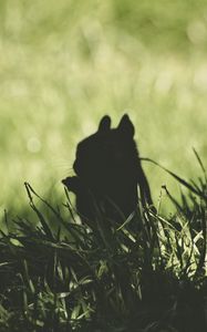 Preview wallpaper squirrel, silhouette, dark, grass, animal