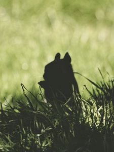 Preview wallpaper squirrel, silhouette, dark, grass, animal