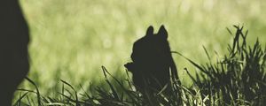 Preview wallpaper squirrel, silhouette, dark, grass, animal