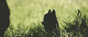 Preview wallpaper squirrel, silhouette, dark, grass, animal