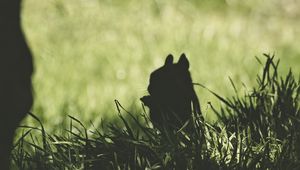 Preview wallpaper squirrel, silhouette, dark, grass, animal