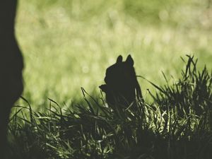 Preview wallpaper squirrel, silhouette, dark, grass, animal