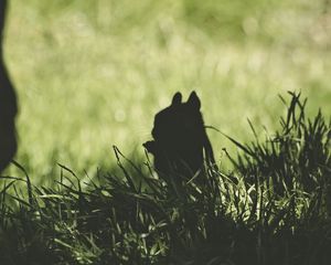 Preview wallpaper squirrel, silhouette, dark, grass, animal
