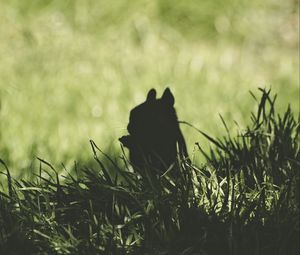 Preview wallpaper squirrel, silhouette, dark, grass, animal