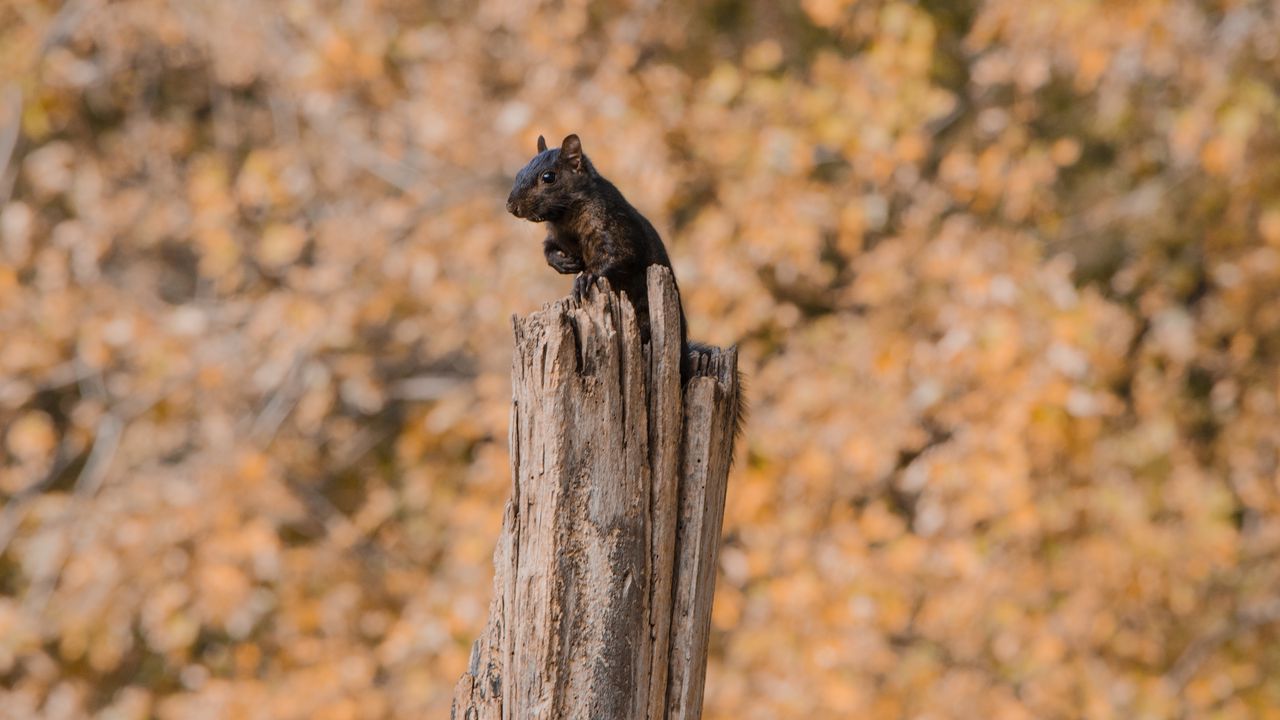 Wallpaper squirrel, sit, fright