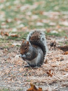 Preview wallpaper squirrel, sits, blur