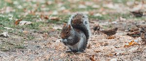 Preview wallpaper squirrel, sits, blur
