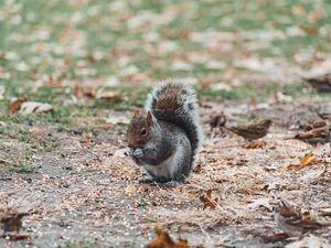 Preview wallpaper squirrel, sits, blur