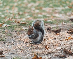 Preview wallpaper squirrel, sits, blur