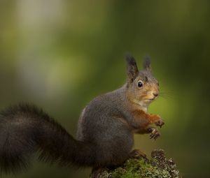 Preview wallpaper squirrel, sitting, grass, background