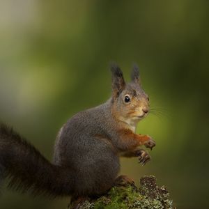 Preview wallpaper squirrel, sitting, grass, background