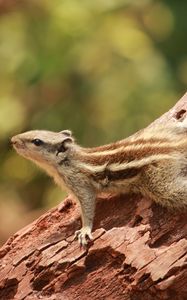 Preview wallpaper squirrel, small, tree, climbing