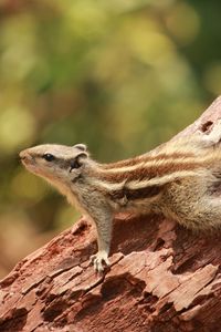 Preview wallpaper squirrel, small, tree, climbing