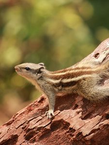 Preview wallpaper squirrel, small, tree, climbing