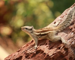 Preview wallpaper squirrel, small, tree, climbing