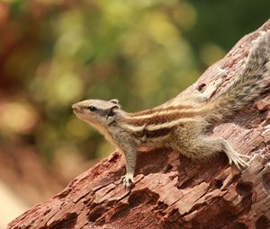 Preview wallpaper squirrel, small, tree, climbing