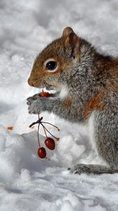 Preview wallpaper squirrel, snow, berry, food