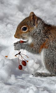 Preview wallpaper squirrel, snow, berry, food