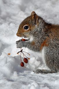 Preview wallpaper squirrel, snow, berry, food