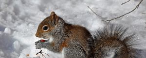 Preview wallpaper squirrel, snow, berry, food