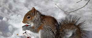 Preview wallpaper squirrel, snow, berry, food