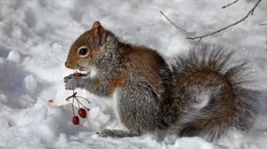 Preview wallpaper squirrel, snow, berry, food