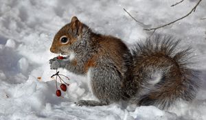 Preview wallpaper squirrel, snow, berry, food