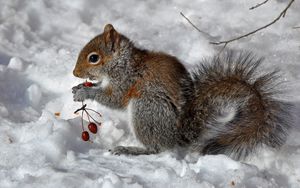 Preview wallpaper squirrel, snow, berry, food