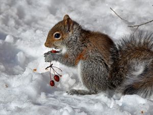 Preview wallpaper squirrel, snow, berry, food