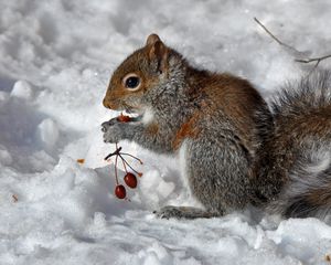 Preview wallpaper squirrel, snow, berry, food