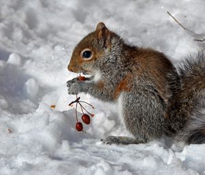 Preview wallpaper squirrel, snow, berry, food