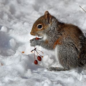 Preview wallpaper squirrel, snow, berry, food