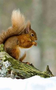 Preview wallpaper squirrel, snow, branch, winter, sit