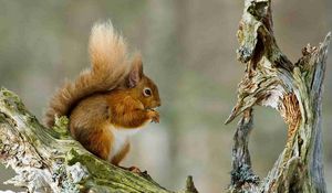 Preview wallpaper squirrel, snow, branch, winter, sit